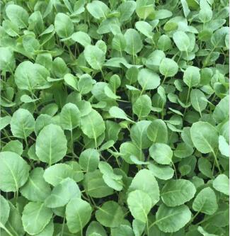 镇宁哪里卖嫁接的圆茄子苗,关岭黑宝圆茄种苗厂2026