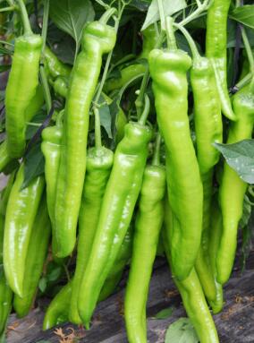 淅川薄皮螺丝椒苗,内乡哪里育大果黄绿辣椒苗2026